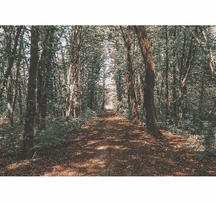 Forest wall mural serene woodland trail - TenStickers