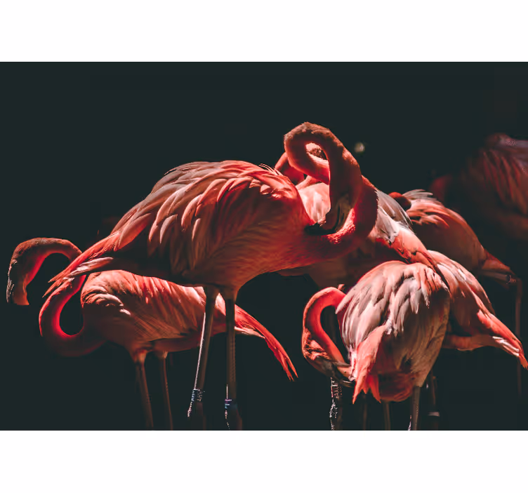 Animal wall mural flamingo serenity - TenStickers