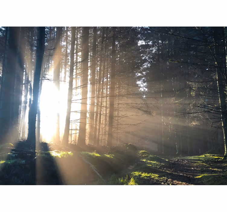 Forest wall mural illuminated woodland trail - TenStickers