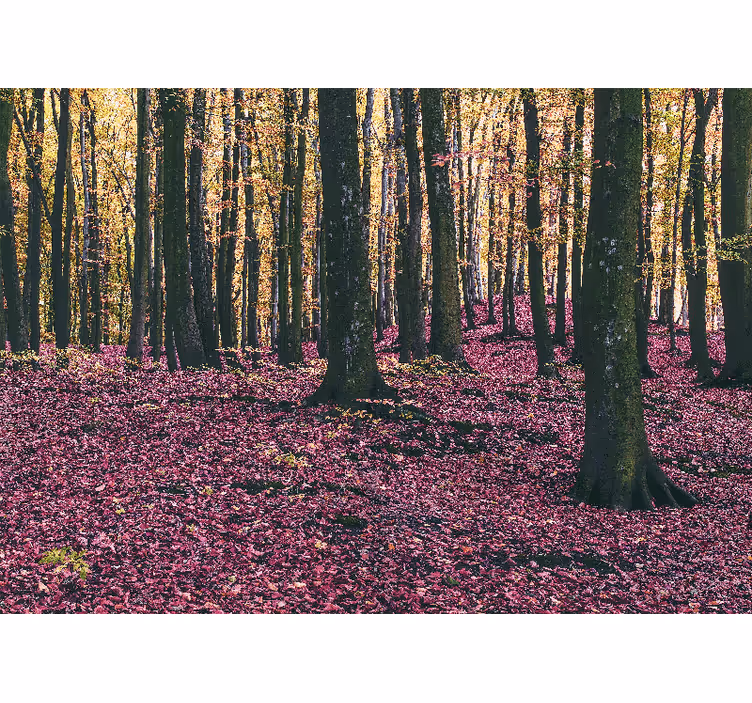 Nature wall mural serene forest landscape - TenStickers