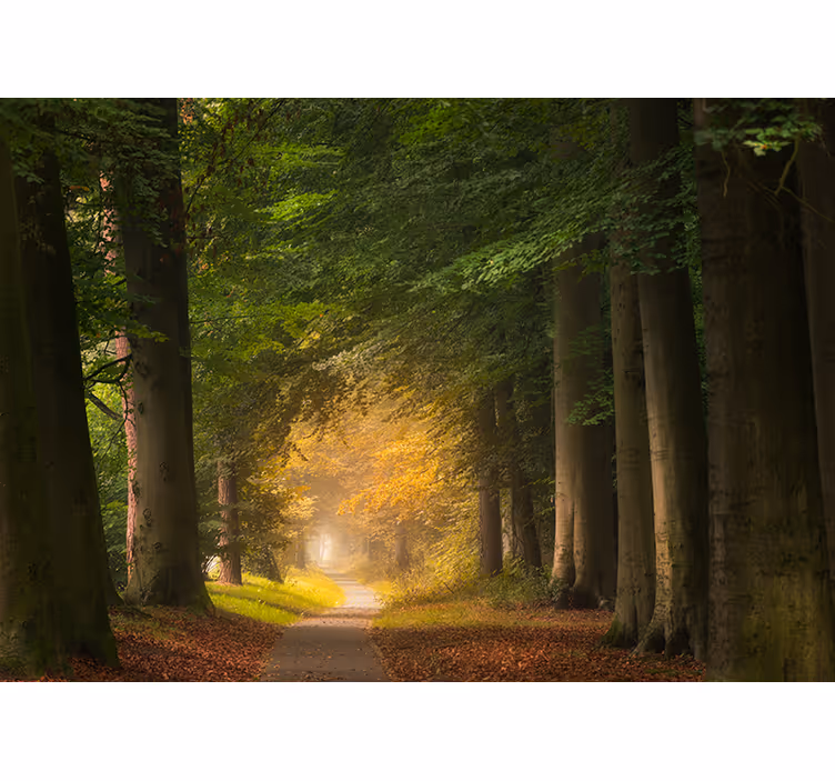 Street through the forest Wall Mural - TenStickers