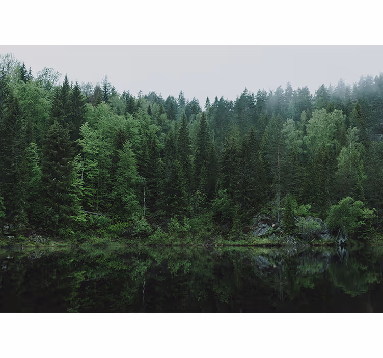 Nature wall mural tranquil forest reflection - TenStickers