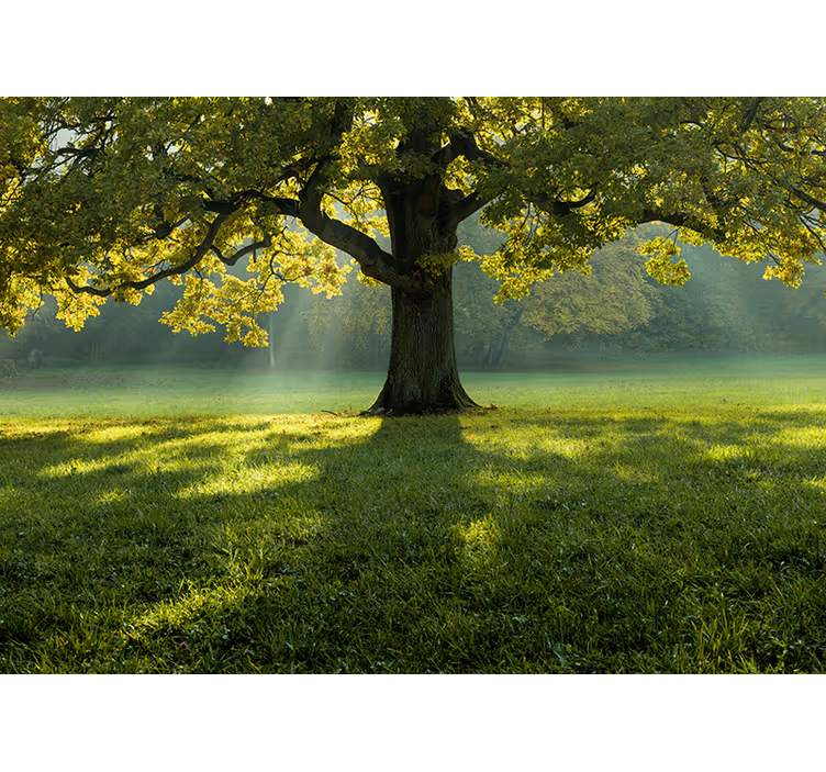 A lonely tree in the grass Forest Wall Mural - TenStickers