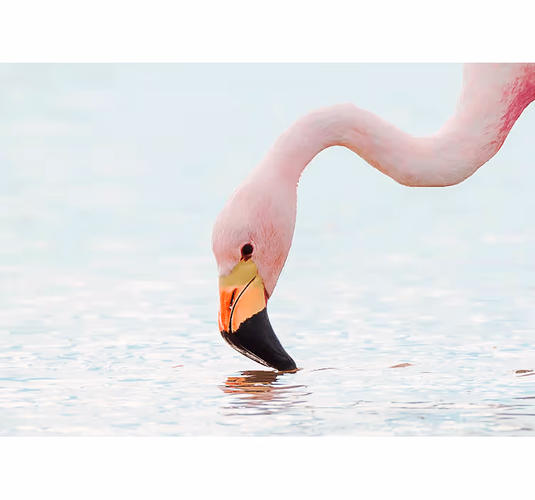 Animal wall mural flamingo water reflection - TenStickers
