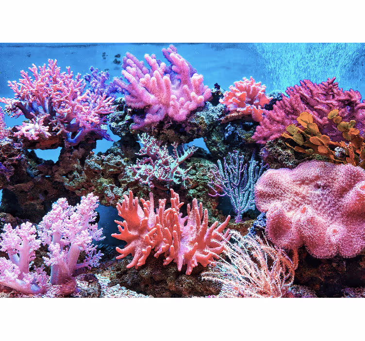 Aquatic Coral Scene ocean wall mural - TenStickers