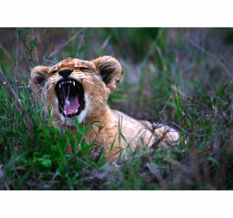 Lion wall mural roaring lion cub art - TenStickers