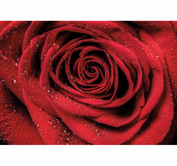 Red rose velvet 3D Wall Mural - TenStickers