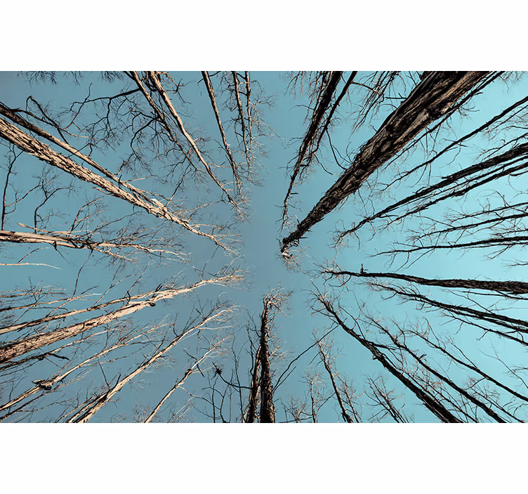Tree wall mural trees reaching for the sky - TenStickers