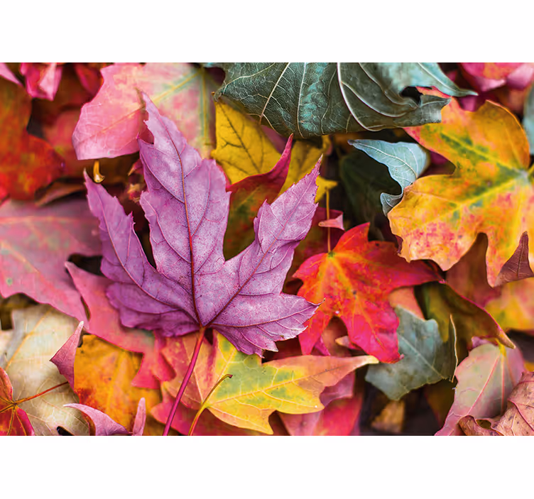 Flower wall mural with colorful leaf designs - TenStickers