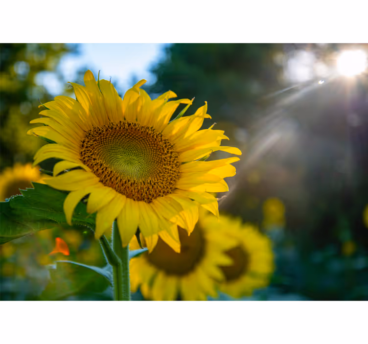 Flower wall mural sunflower blooming bright - TenStickers