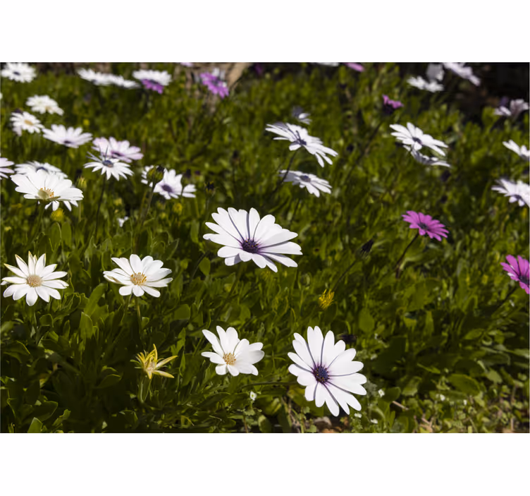 Flower wall mural daisies and greens - TenStickers
