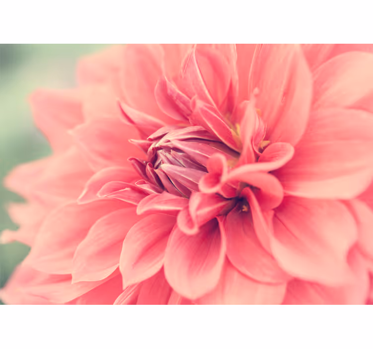 Flower wall mural vibrant pink blossom - TenStickers