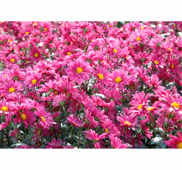 Pink floral explosion flower wall mural - TenStickers