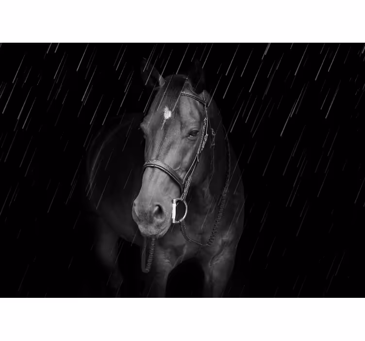 Dignified horse in the rain wall mural - TenStickers