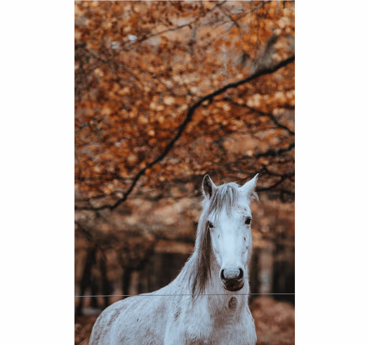 Majestic White Horse animal wall mural - TenStickers