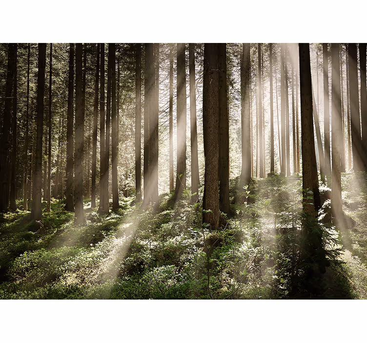 Luminous forest rays forest wall mural - TenStickers