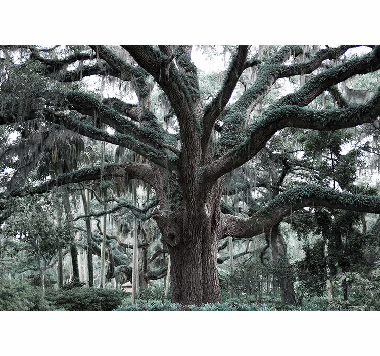 Majestic oak branches tree wall mural - TenStickers
