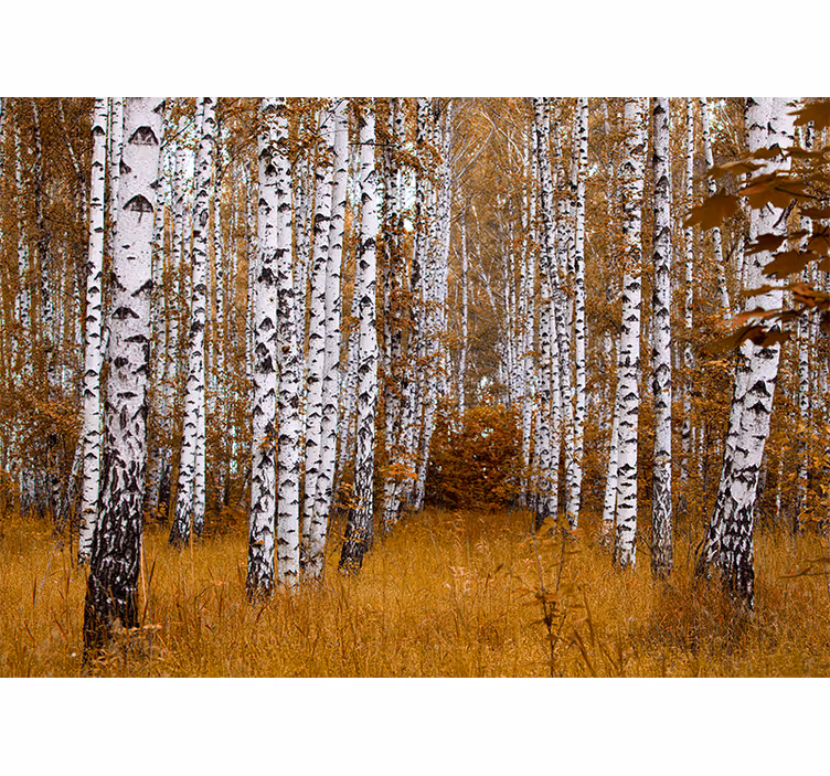 Birch trees with orange grass Forest Wall Mural - TenStickers