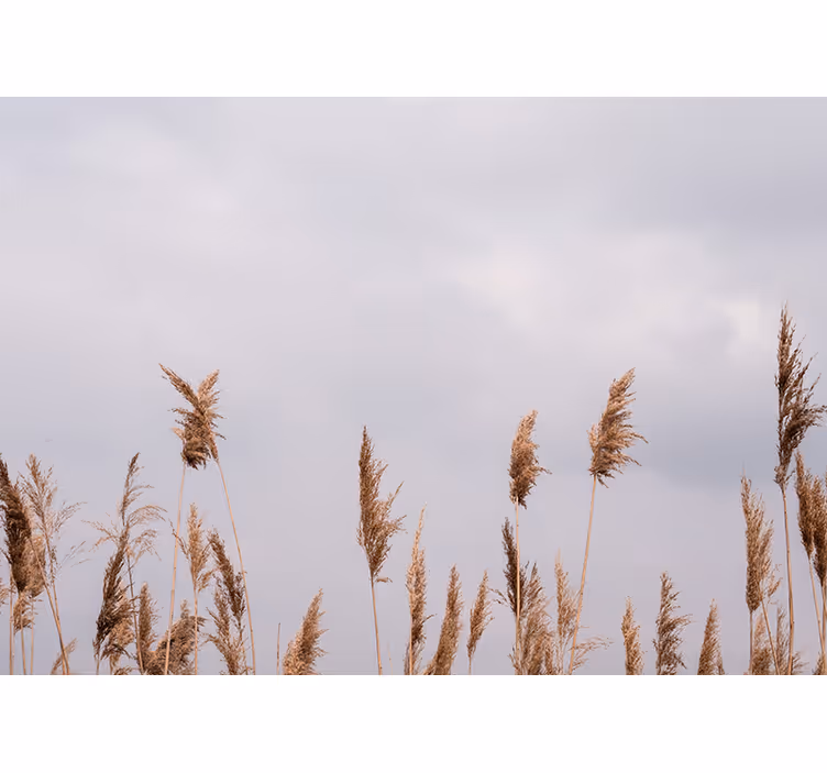 Tree wall mural tall grass silhouettes - TenStickers