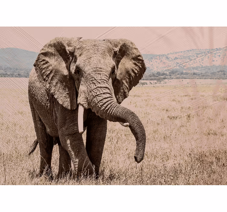 Animal wall mural regal elephant aura - TenStickers