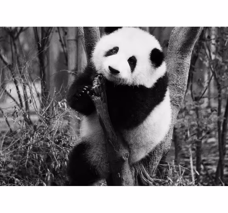 Animal wall mural panda on tree - TenStickers