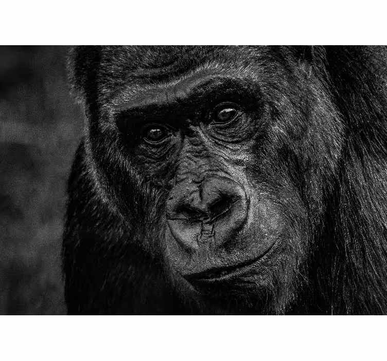 Animal wall mural gorilla close-up - TenStickers