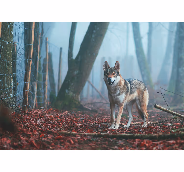 Animal wall mural wolf in misty forest - TenStickers