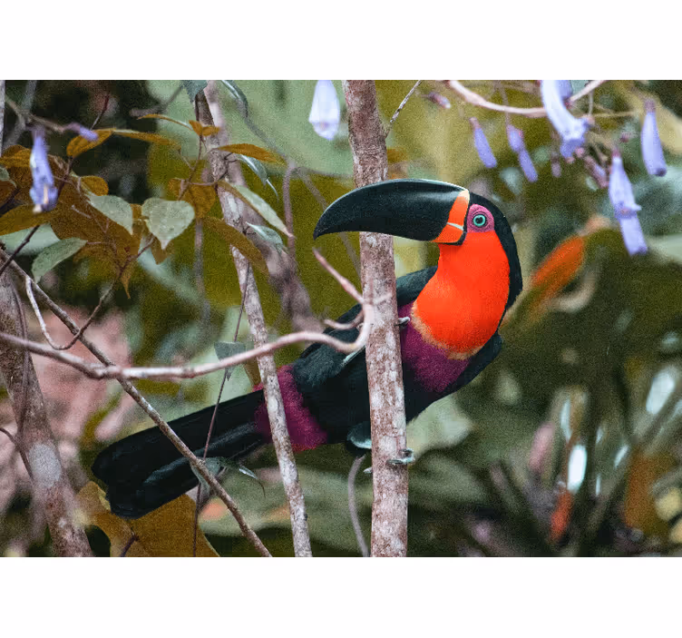 Animal wall mural colorful toucan display - TenStickers