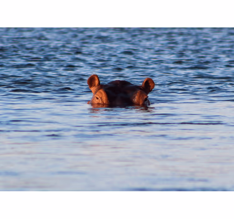 Animal wall mural hippo swimming calmly - TenStickers