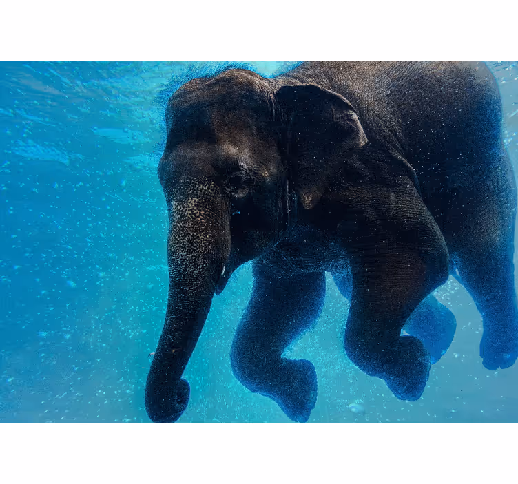 Ocean wall mural underwater elephant art - TenStickers