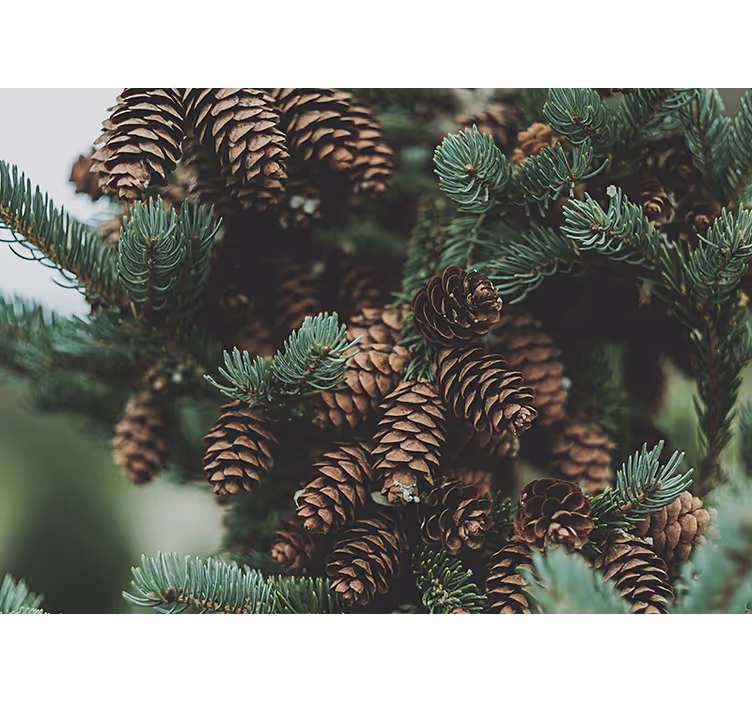 Tree wall mural pine cone cluster - TenStickers