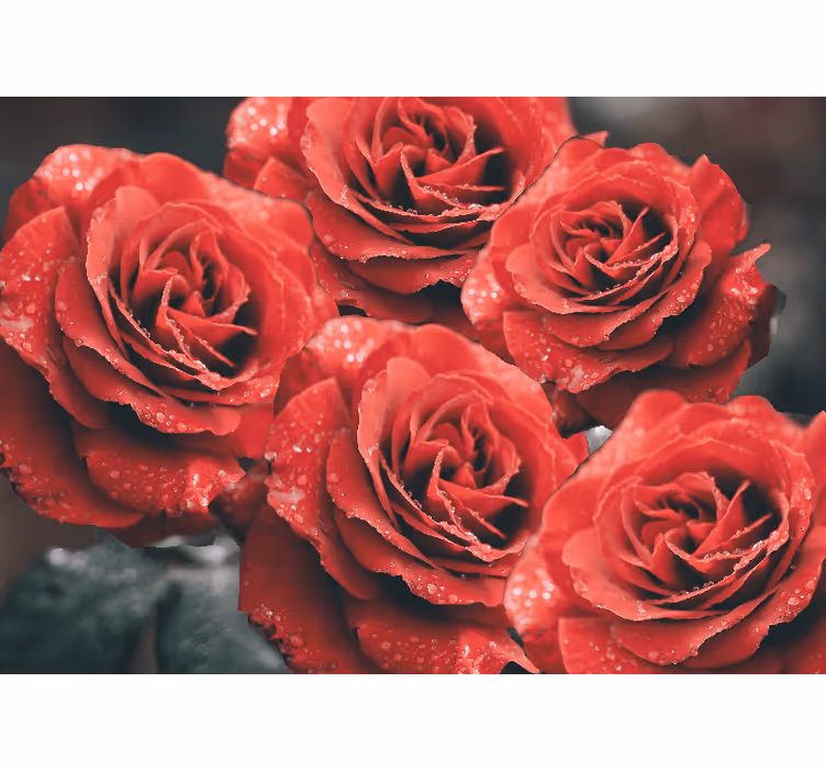 Crimson rose blossoms flower wall mural - TenStickers