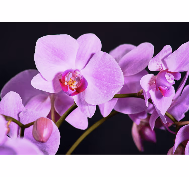 Orchid wall mural graceful orchid blossoms - TenStickers
