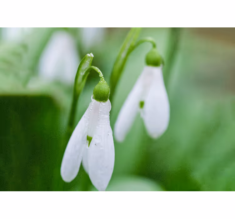 Flower wall mural snowdrop floral elegance - TenStickers