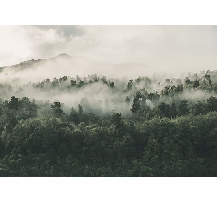 Nature wall mural misty woodland landscape - TenStickers