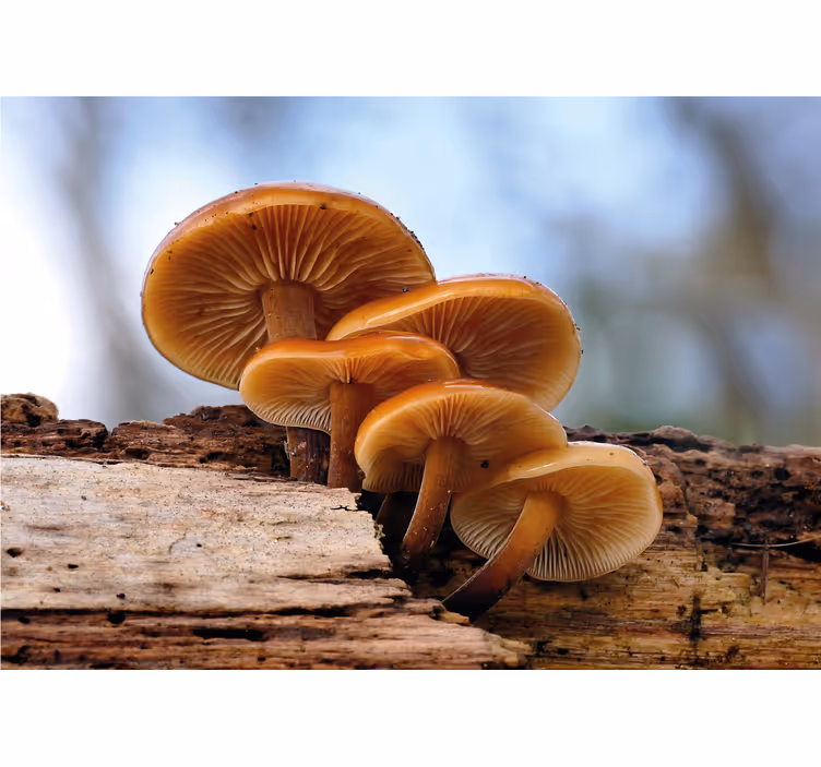 Flower wall mural mushroom group - TenStickers
