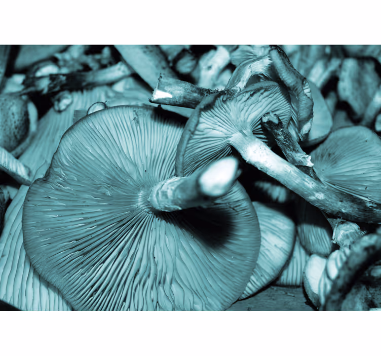 Nature wall mural mushroom cluster - TenStickers