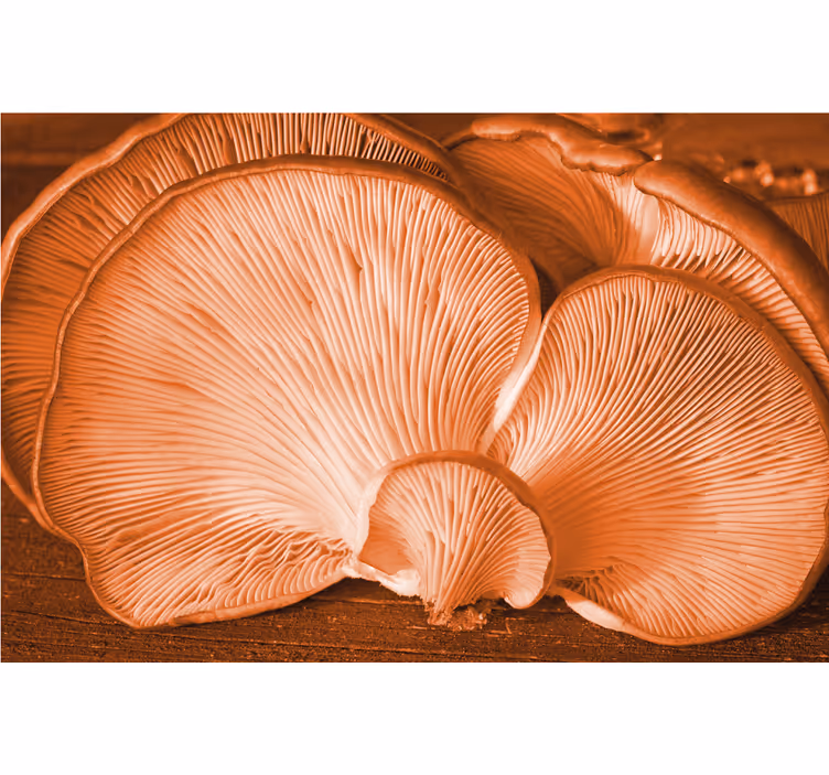 Flower wall mural with mushroom texture design - TenStickers