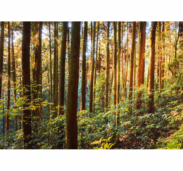 Lush green forest wall mural - TenStickers
