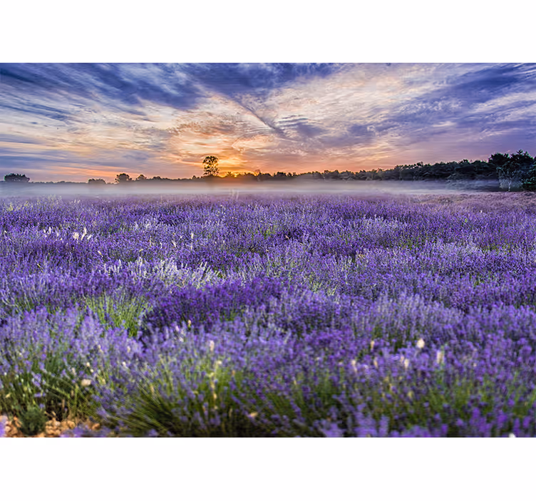 Flower wall mural lavender field at dusk - TenStickers