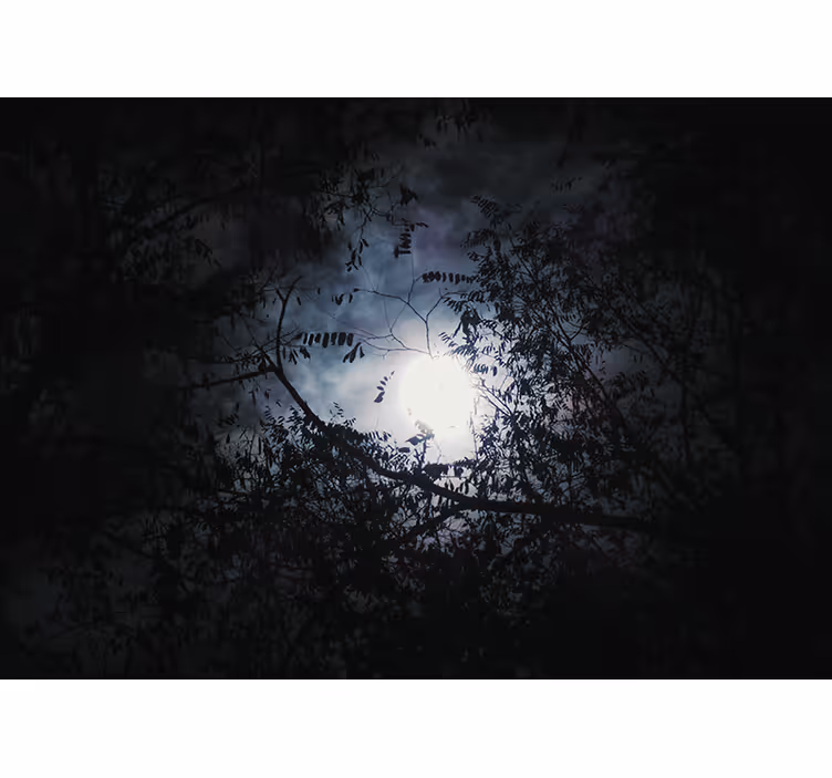 Nature wall mural moonlit branches - TenStickers