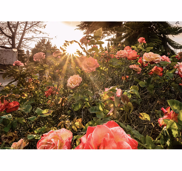 Flower wall mural sunlit rose garden - TenStickers