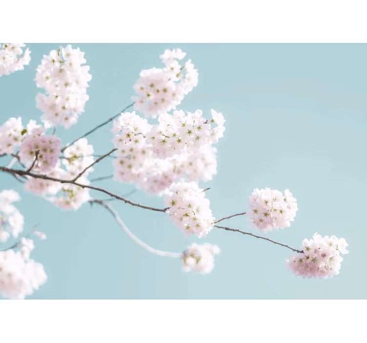 Flower wall mural sakura blossom branch - TenStickers