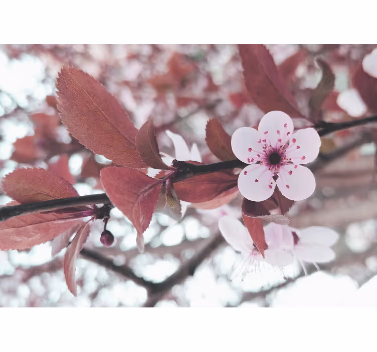 Elegant feminin ornamental cherry wall mural - TenStickers