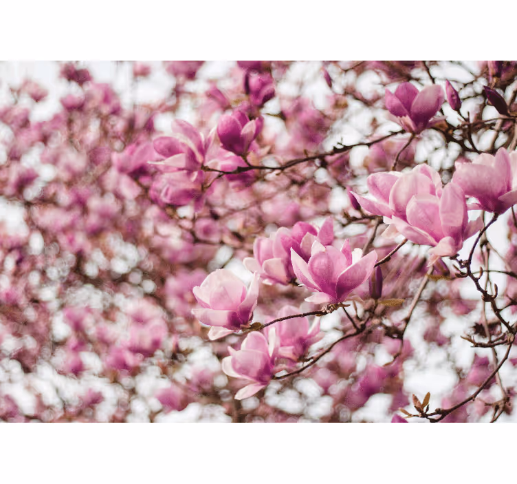 Magnolia wall mural magnolia blossom showcase - TenStickers