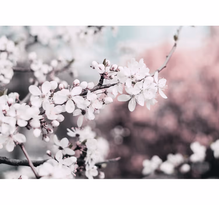 Flower wall mural sakura bloom branch - TenStickers