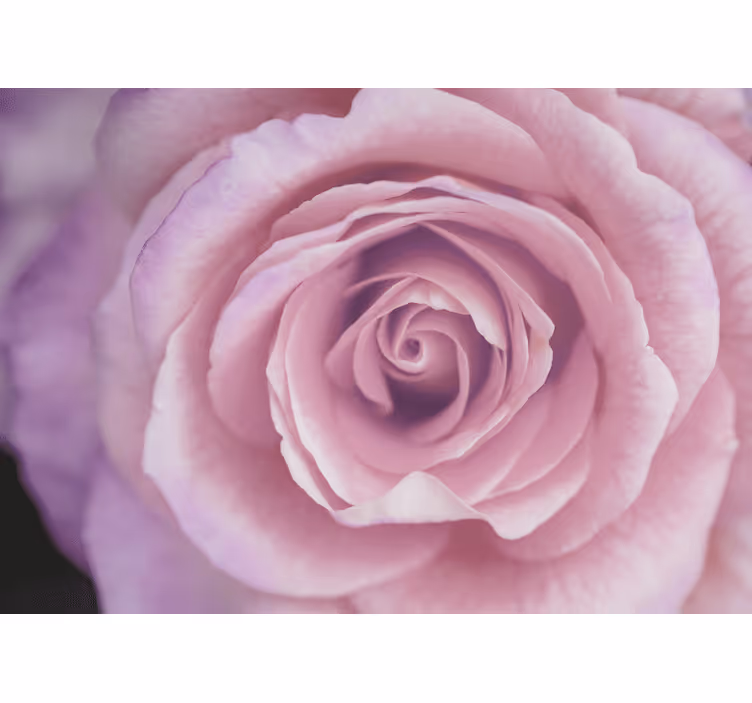 Flower wall mural pink rose blossom - TenStickers
