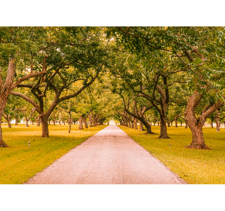 Forest wall mural tree-lined pathway design - TenStickers