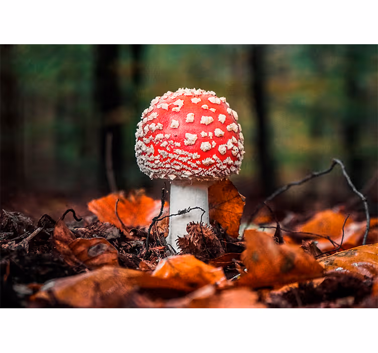 Nature wall mural red toadstool mushroom - TenStickers