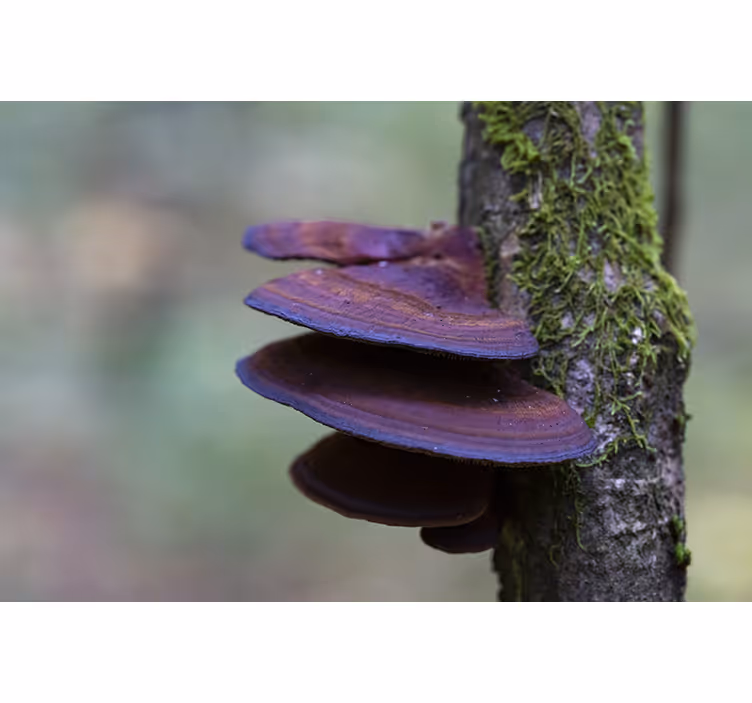 Nature wall mural mushroom growth close-up - TenStickers